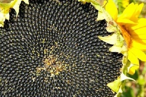 Семена подсолнечника крупноплодный сорт Лакомка - Изображение #1, Объявление #1680902
