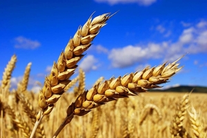 Семена озимой пшеницы Алексеич, Безостая 100, Гром, Степь и др. - Изображение #1, Объявление #1688012