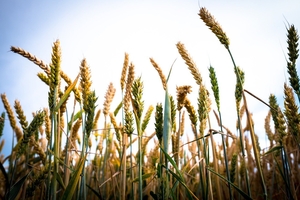 Семена озимой пшеницы Алексеич, Ахмат, Безостая-100, Гром - Изображение #1, Объявление #1714471