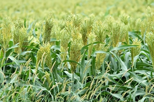 Семена суданской травы Кинельская 100 - Изображение #1, Объявление #1719638