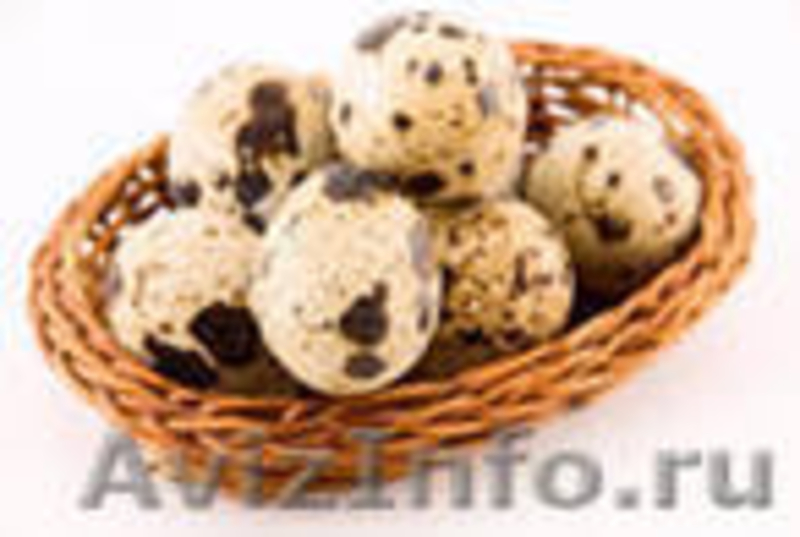 Продам мясо (тушки)перепелов от 50 руб/шт. - Изображение #2, Объявление #338041