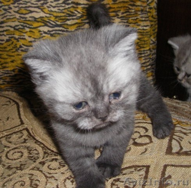 продам 2 шотландских котят  - Изображение #2, Объявление #636674