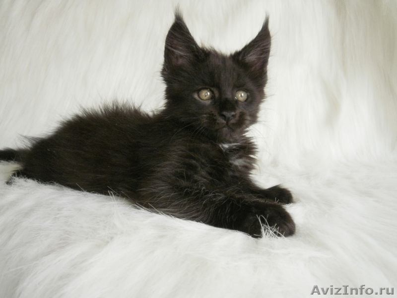 Котята мейн кун -питомник Best Company - Изображение #2, Объявление #645404
