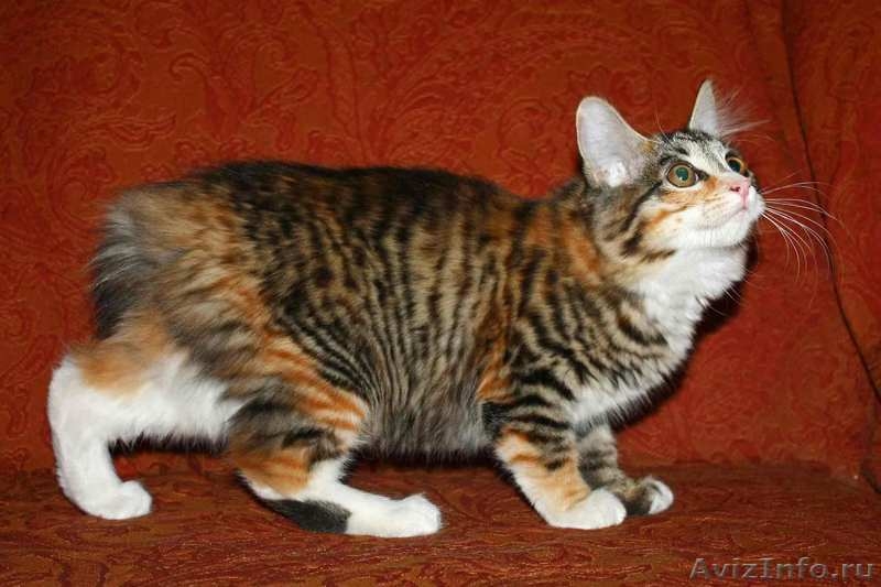 Котята породы курильский бобтейл - Изображение #2, Объявление #376637