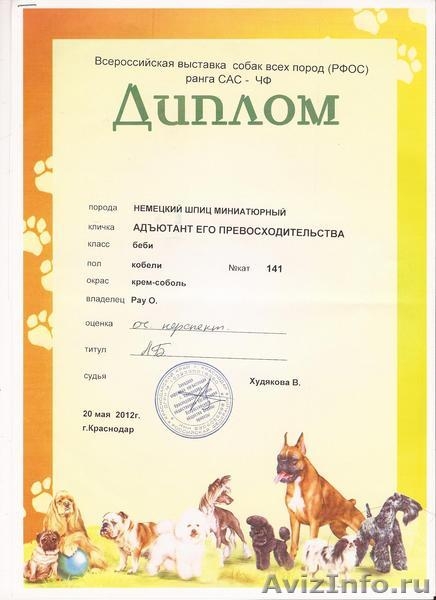 Щенок  НЕМЕЦКОГО  МИНИАТЮРНОГО  ШПИЦА - Изображение #1, Объявление #685578
